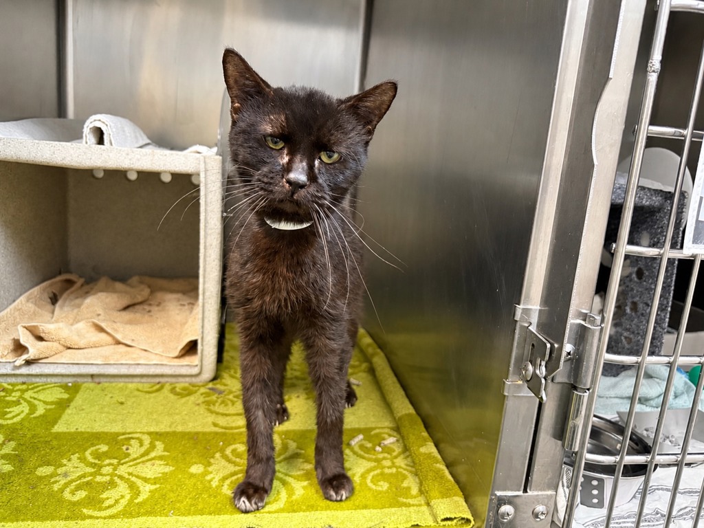 Shelter Stray Female Cat last seen Near Olmstead Avenue, BRONX, NY, 10462, 326 E 110th St, New York, NY 10029, USA