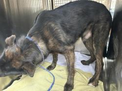 Shelter Stray Male Dog last seen TX, 7201 Levander Loop bldg a, Austin, TX 78702, USA