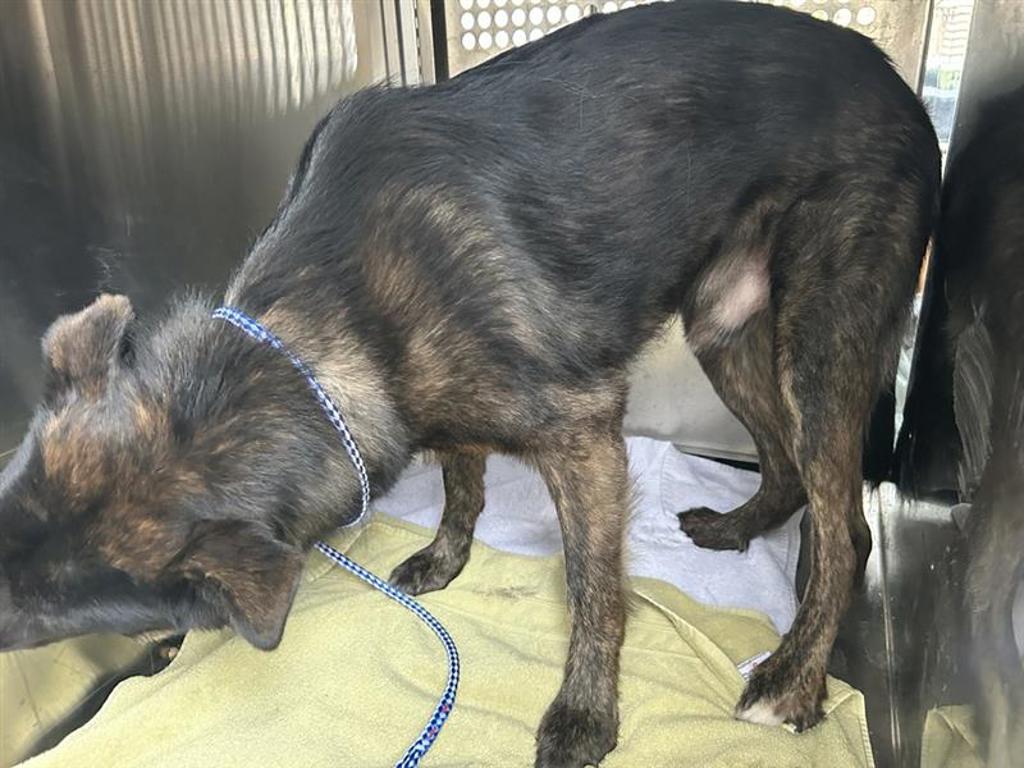 Shelter Stray Male Dog last seen TX, 7201 Levander Loop bldg a, Austin, TX 78702, USA