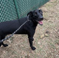 Shelter Stray Female Dog last seen Near The Lakes Boulevard, PFLUGERVILLE, TX, 78660, 7201 Levander Loop bldg a, Austin, TX 78702, USA