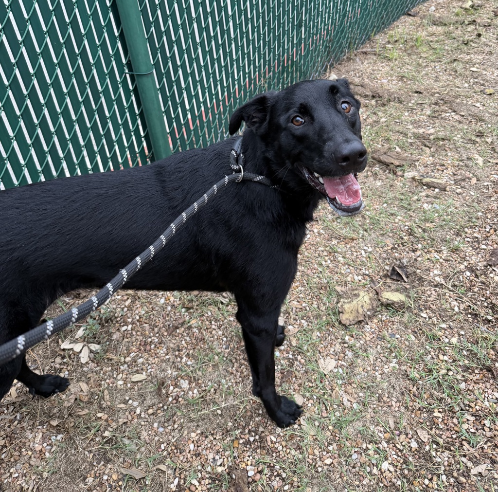 Shelter Stray Female Dog last seen Near The Lakes Boulevard, PFLUGERVILLE, TX, 78660, 7201 Levander Loop bldg a, Austin, TX 78702, USA