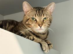 Shelter Stray Male Cat last seen Cross Bronx Expy, BRONX, NY, 10472, 326 E 110th St, New York, NY 10029, USA