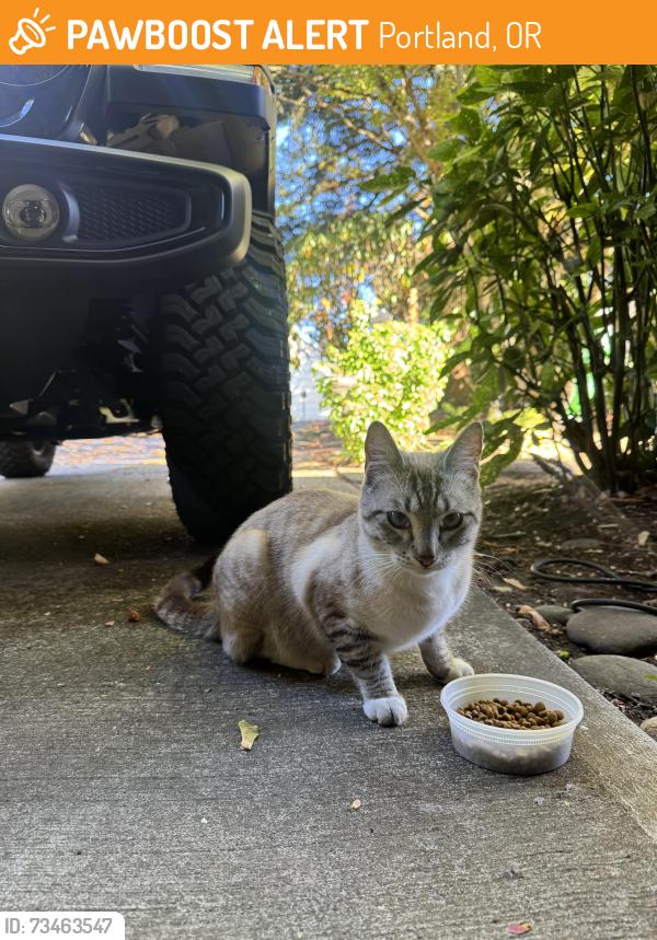 Found/Stray Male Cat last seen NE Glisan & 151st, Portland, OR 97230