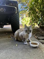Found/Stray Male Cat last seen NE Glisan & 151st, Portland, OR 97230