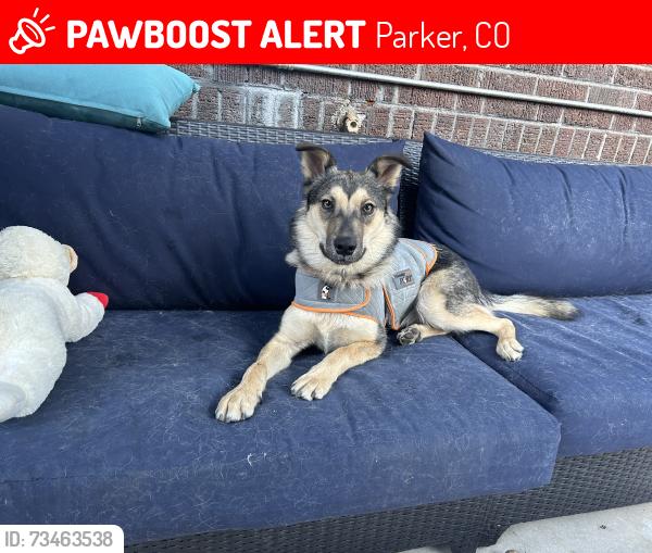 Lost Male Dog last seen Parker Rd between Ponderosa and Lincoln, Parker, CO 80134