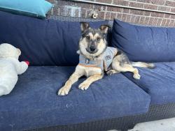Lost Male Dog last seen Parker Rd between Ponderosa and Lincoln, Parker, CO 80134
