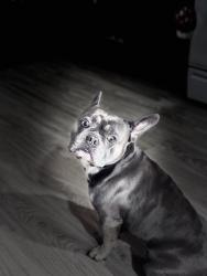Lost Male Dog last seen Longwood Ave, Hayward, CA 94541