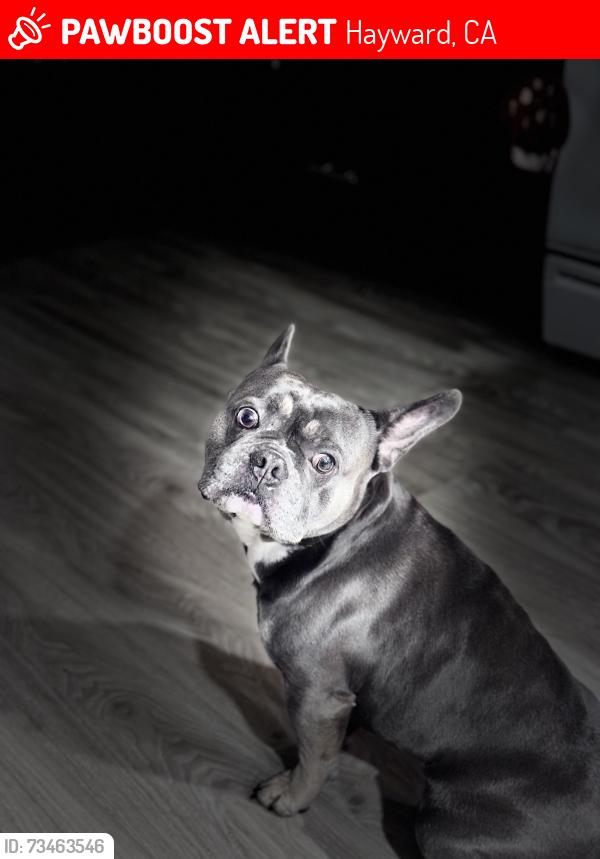 Lost Male Dog last seen Longwood Ave, Hayward, CA 94541