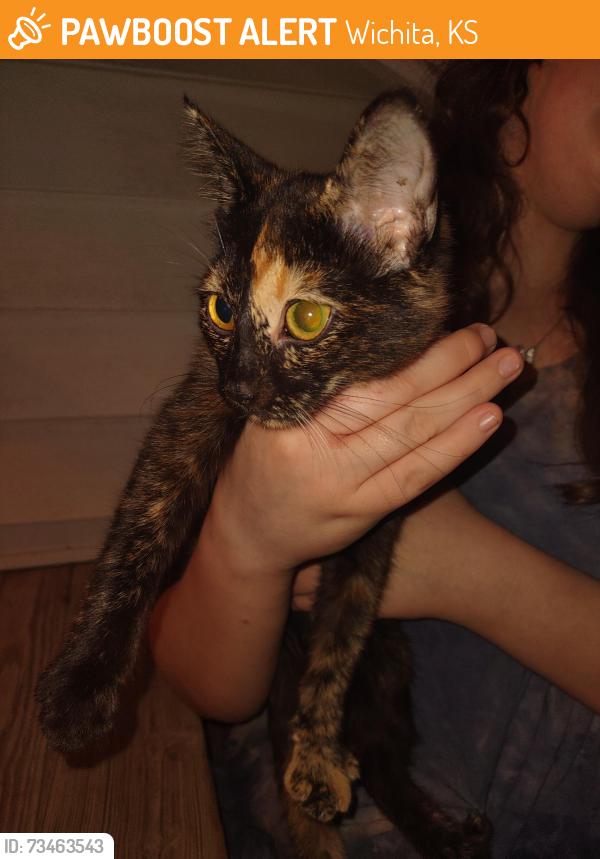 Found/Stray Female Cat last seen Oliver and Central, Wichita, KS 67208
