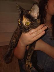 Found/Stray Female Cat last seen Oliver and Central, Wichita, KS 67208