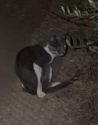 Found/Stray Unknown Cat last seen Outer Martinez Commons Courtyard (CAPS counseling courtyard), Berkeley, CA 94704