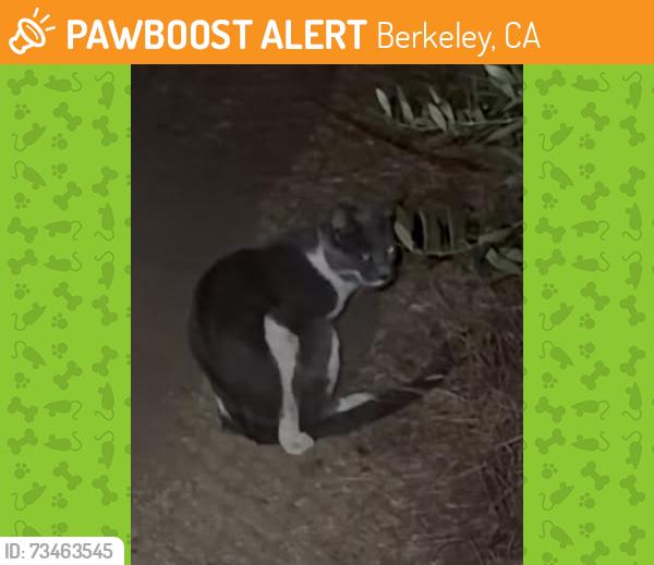 Found/Stray Unknown Cat last seen Outer Martinez Commons Courtyard (CAPS counseling courtyard), Berkeley, CA 94704