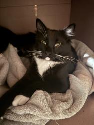 Found/Stray Male Cat last seen Neighborhood Landmark Tabernacle, Lakewood, CO 80227