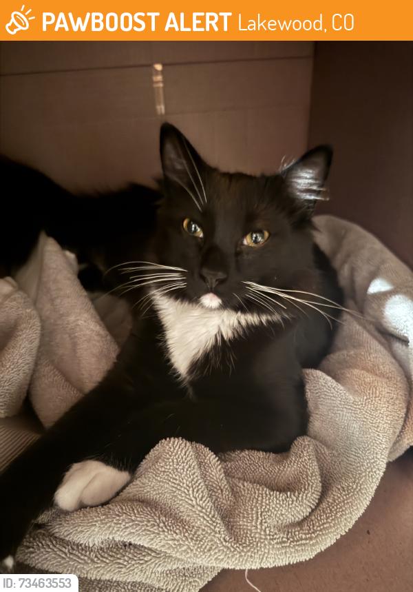 Found/Stray Male Cat last seen Neighborhood Landmark Tabernacle, Lakewood, CO 80227
