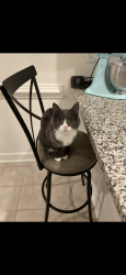 Reunited Female Cat last seen Heritage Place, Decatur, GA 30033