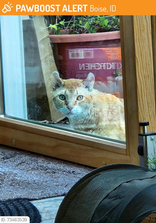 Found/Stray Male Cat last seen Rose Hill, Boise, ID 83705