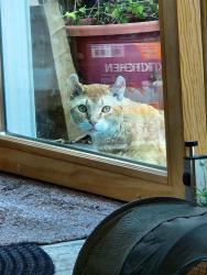 Found/Stray Male Cat last seen Rose Hill, Boise, ID 83705
