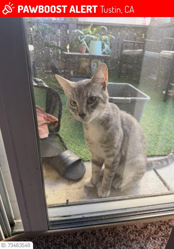 Lost Male Cat last seen Near freedom place. Irvine, Tustin, CA 92782