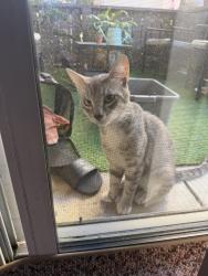 Lost Male Cat last seen Near freedom place. Irvine, Tustin, CA 92782
