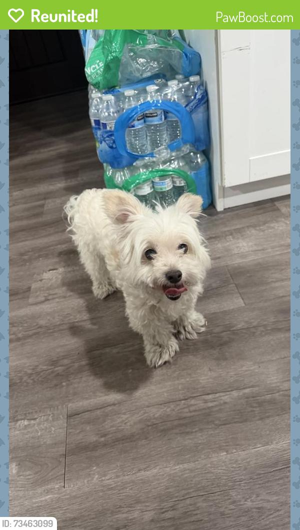 Reunited Male Dog last seen jamacha Rd and cardiff st, San Diego, CA 92114
