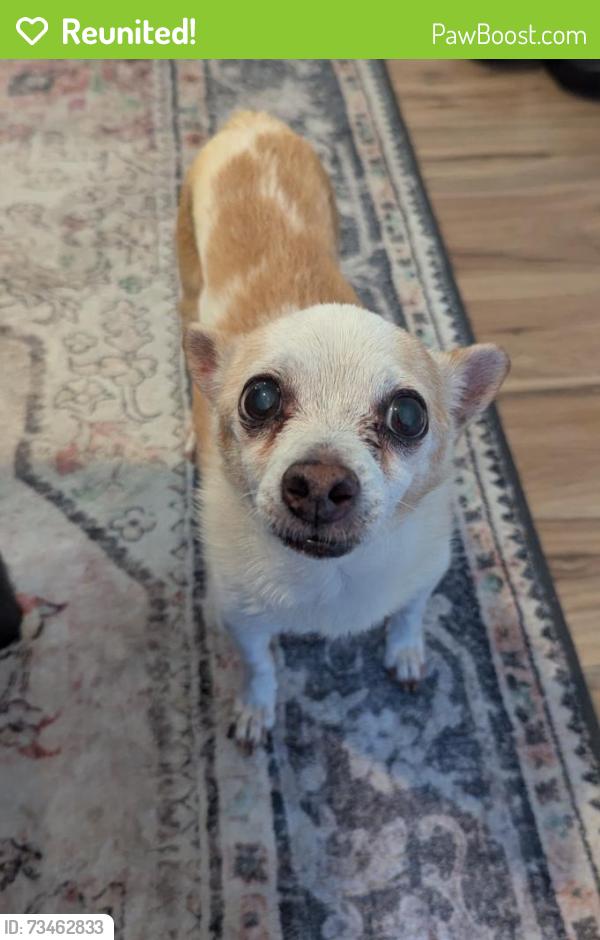 Reunited Male Dog last seen Near Gunderson middle school, Las Vegas, NV 89178