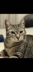 Lost Female Cat last seen Olivia’s Market, Community Health, RRMC, Rutland, VT 05701