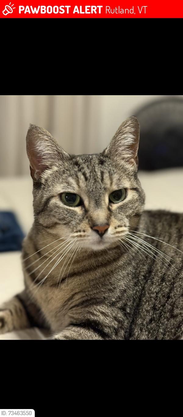 Lost Female Cat last seen Olivia’s Market, Community Health, RRMC, Rutland, VT 05701