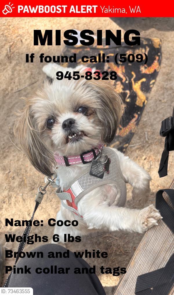 Lost Female Dog last seen S 28th ave, Yakima, WA 98901