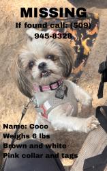 Lost Female Dog last seen S 28th ave, Yakima, WA 98901
