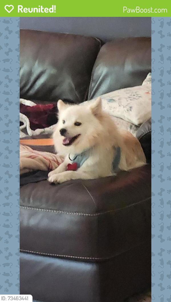 Reunited Male Dog last seen Mail Coach Musket Ridge, Norwalk, CT 06850
