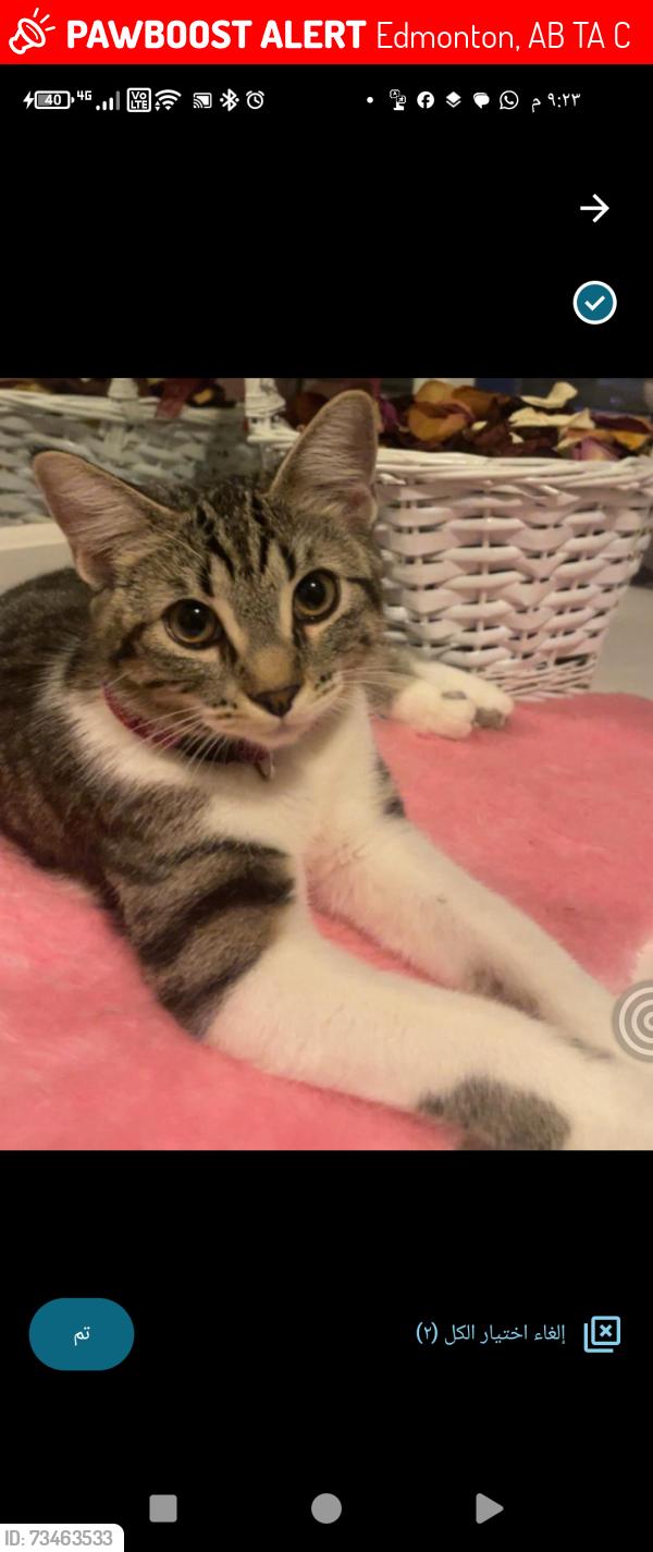 Lost Female Cat last seen Velly Village and Belvedere School, Edmonton, AB T5A 1C5