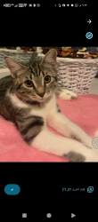 Lost Female Cat last seen Velly Village and Belvedere School, Edmonton, AB T5A 1C5