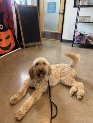 Found/Stray Female Dog last seen In the residential neighborhood, Houston, TX 77091