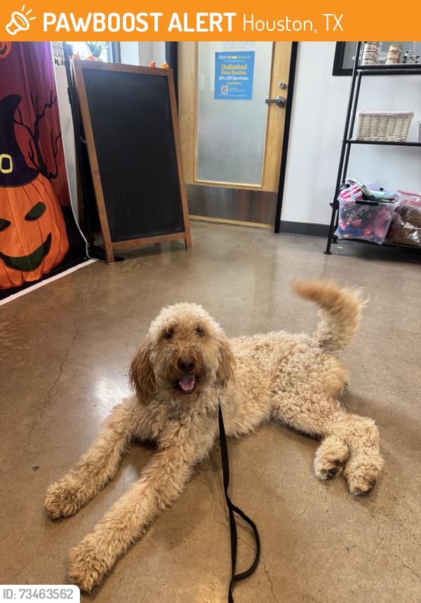 Found/Stray Female Dog last seen In the residential neighborhood, Houston, TX 77091