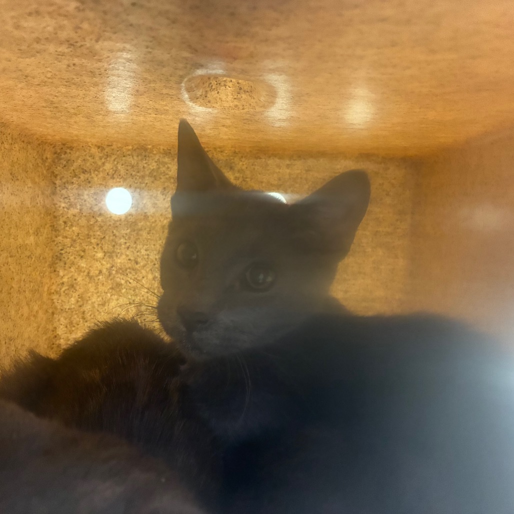 Shelter Stray Female Cat last seen , Animal Care & Control Team of Philly, 111 W Hunting Park Ave, Philadelphia, PA 19140, USA