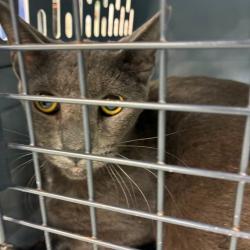 Shelter Stray Female Cat last seen , Animal Care & Control Team of Philly, 111 W Hunting Park Ave, Philadelphia, PA 19140, USA