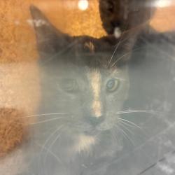 Shelter Stray Unknown Cat last seen , Animal Care & Control Team of Philly, 111 W Hunting Park Ave, Philadelphia, PA 19140, USA