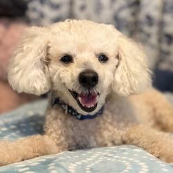 Shelter Stray Male Dog last seen , 8020 Washington St, Port Richey, FL 34668, USA
