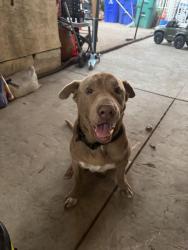 Reunited Male Dog last seen 42st and Whitman, San Diego, CA 92105