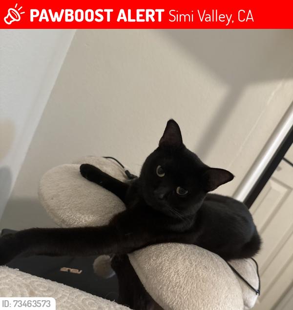 Lost Male Cat last seen Racine, Niles, Simi Valley, CA 93065
