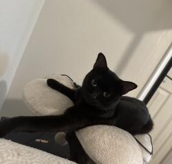 Lost Male Cat last seen Racine, Niles, Simi Valley, CA 93065