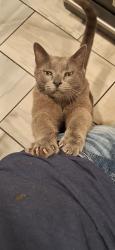 Lost Male Cat last seen Country village, Muncie, IN 47303