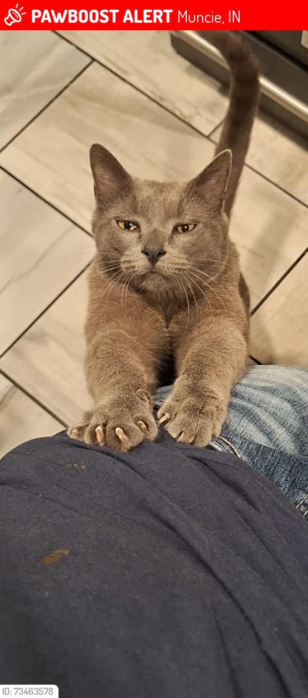 Lost Male Cat last seen Country village, Muncie, IN 47303