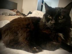 Lost Male Cat last seen Winco foods on N. Decatur Blvd. by 215 freeway, Las Vegas, NV 89130