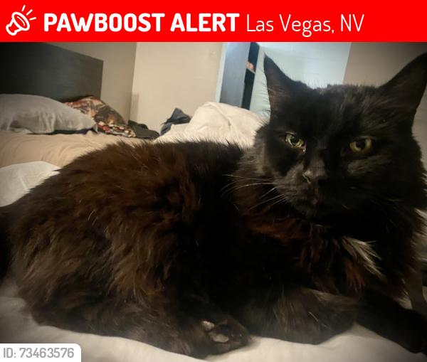 Lost Male Cat last seen Winco foods on N. Decatur Blvd. by 215 freeway, Las Vegas, NV 89130