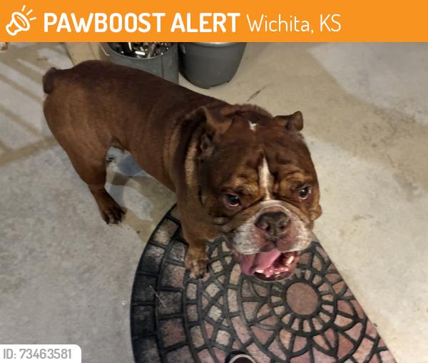 Found/Stray Male Dog last seen 29th and Amidon, Wichita, KS 67204