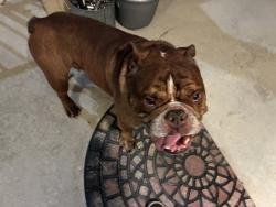 Found/Stray Male Dog last seen 29th and Amidon, Wichita, KS 67204