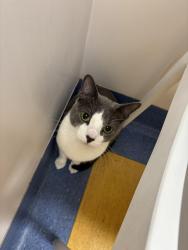 Reunited Female Cat last seen Zetland, Zetland, NSW 2017