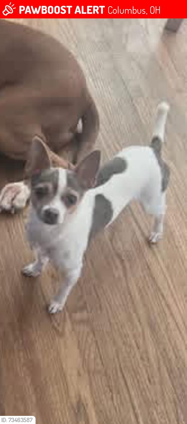 Lost Male Dog last seen Mound street and Sullivant ave, Columbus, OH 43204