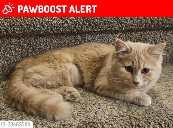 Lost Female Cat last seen Off of Peterson Rd., near Springs Ranch Elementary, Colorado Springs, CO 80922